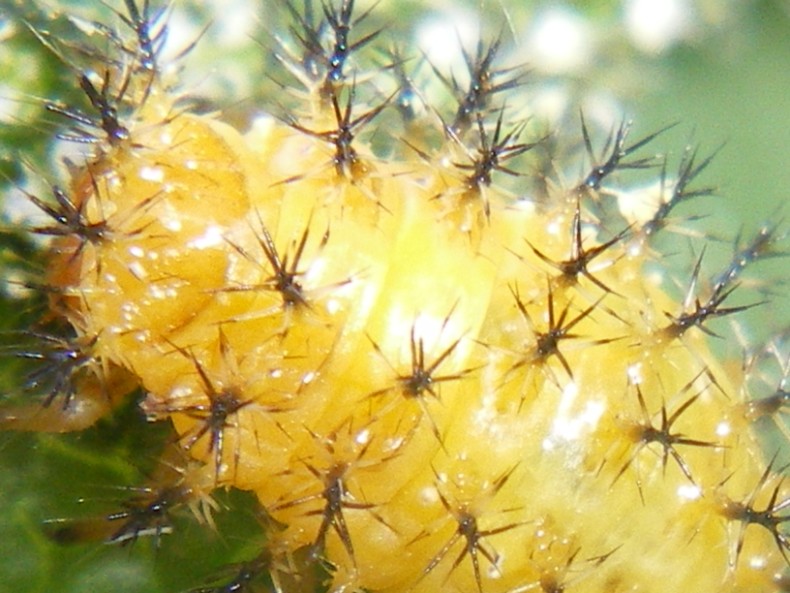 Henosepilachna elaterii: la metamorfosi